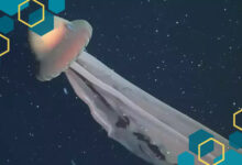 Penampakan Ubub-ubur Hantu Raksasa yang Jarang Terlihat Ini Jadi Sorotan Publik