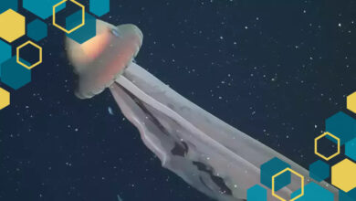 Penampakan Ubub-ubur Hantu Raksasa yang Jarang Terlihat Ini Jadi Sorotan Publik