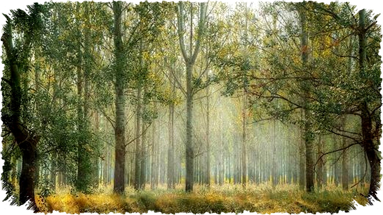 Peneliti Temukan Jadwal Kiamat Pemanasan Global 2026 dari Lingkar Batang Pohon, Suhu Terpanas 2.000 Tahun Peneliti Temukan Jadwal Kiamat Pemanasan Global 2026 dari Lingkar Batang Pohon, Suhu Terpanas 2.000 Tahun