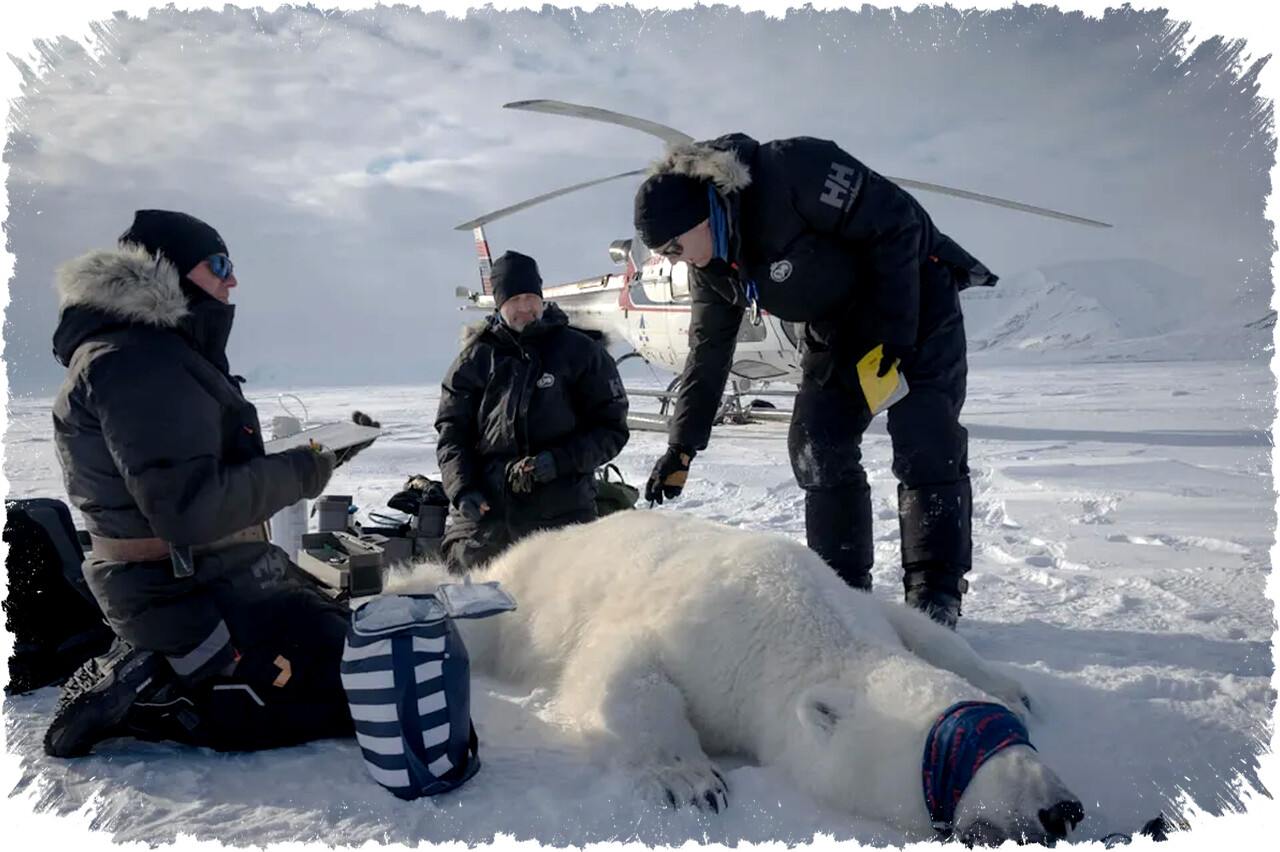 Peneliti Terkejut! Populasi Beruang Kutub di Svalbard Justru Berkembang Meski Es Laut Menciut