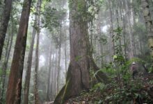 Penelitian Terbaru Ungkap Fakta Mengejutkan Tentang Kondisi Hutan Tropis