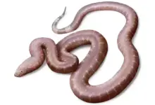 Penemuan Ular Purba dengan Usia Jutaan Tahun Tersimpan Rapi di Museum Inggris