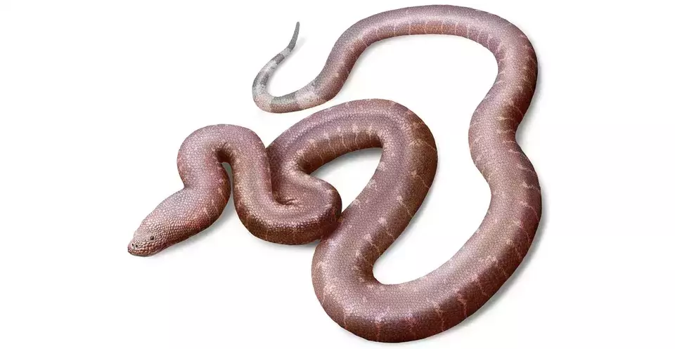 Penemuan Ular Purba dengan Usia Jutaan Tahun Tersimpan Rapi di Museum Inggris