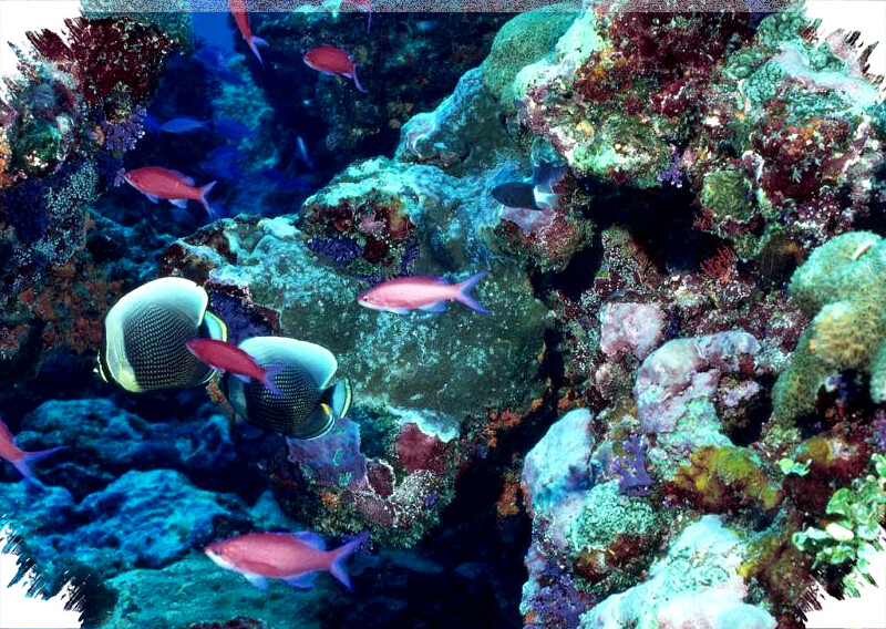 Peran Terumbu Karang dalam Melawan Perubahan Iklim: Penyerapan Karbon & Perlindungan Pantai