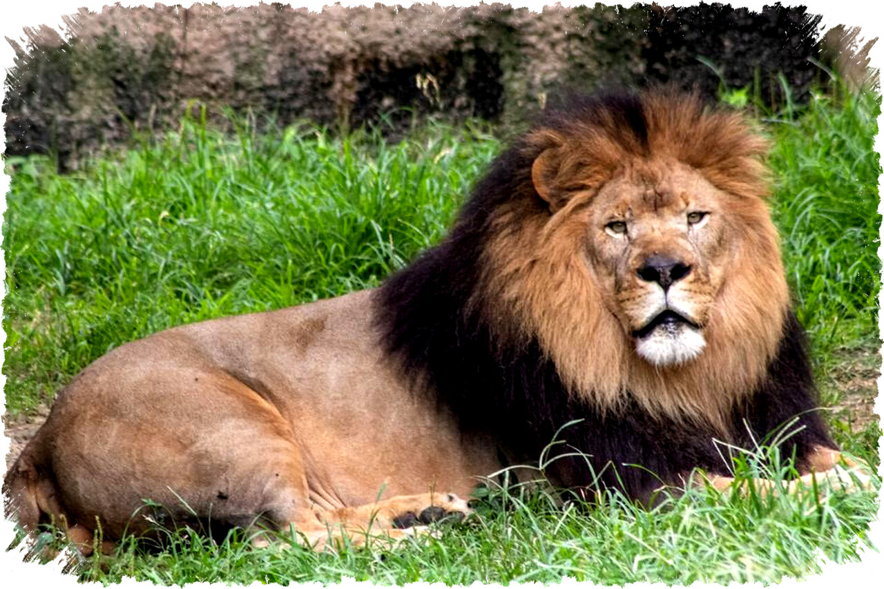 Perbedaan Singa Asia dan Afrika: Habitat, Ukuran, Surai, dan Perilaku Sosialnya yang Berbeda