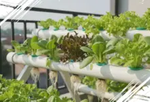Rekomendasi 5 Tanaman Ideal untuk Budidaya Hidroponik Praktis di Rumah