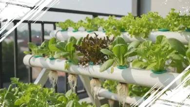 Rekomendasi 5 Tanaman Ideal untuk Budidaya Hidroponik Praktis di Rumah