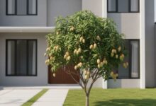 Rekomendasi 5 Varietas Pohon Mangga Ideal untuk Taman Depan Rumah Anda
