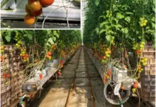 Robot Petik Tomat Kini Lebih Cerdas, Mampu Menilai Kematangan Buah Sebelum Panen