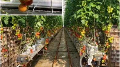 Robot Petik Tomat Kini Lebih Cerdas, Mampu Menilai Kematangan Buah Sebelum Panen