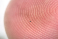 Robot Super Kecil Ini Ukurannya Lebih Mini dari Butiran Garam, Inovasi Teknologi Masa Depan