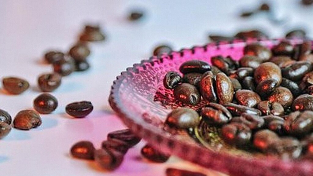 Sejarah Kopi Robusta: Dari Hutan Kongo Jadi Pilar Utama Industri Kuliner dan Kopi Global 2026