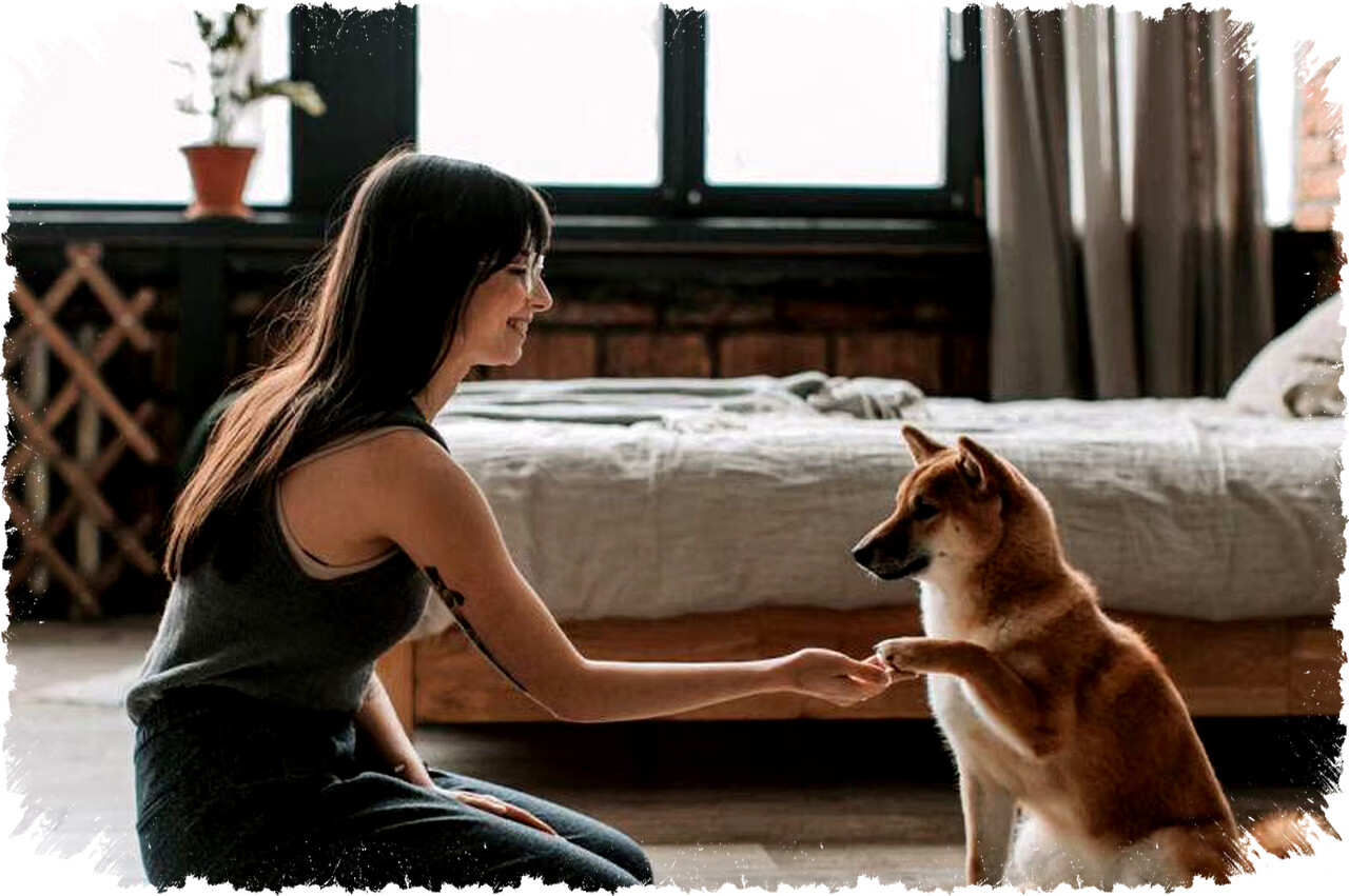 Studi Terbaru: Karakter Anjing Cerminkan Kepribadian Pemilik, Ini Penjelasannya!