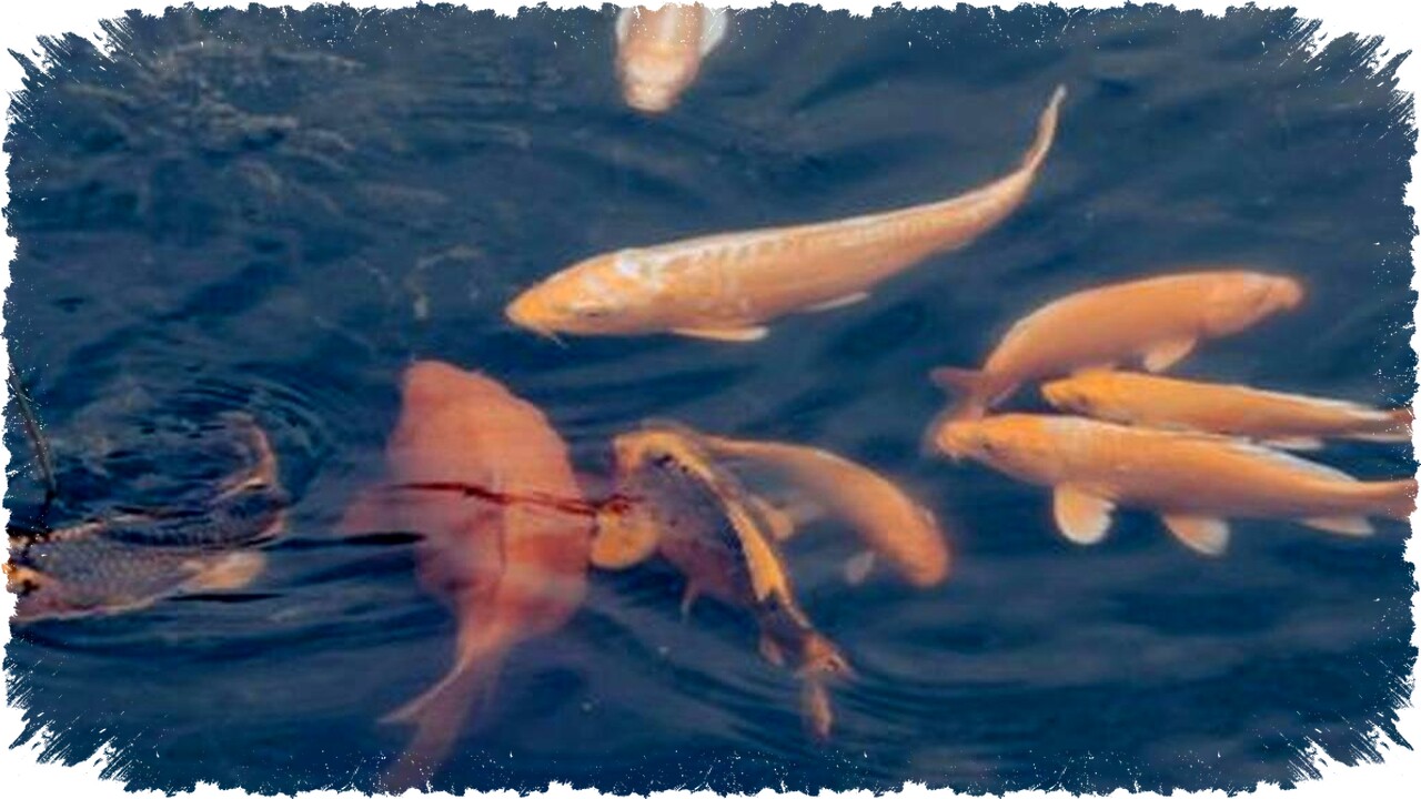 Ternak Ikan Mas vs Mujair: Karakter, Modal, dan Potensi Cuan untuk Budidaya Menguntungkan