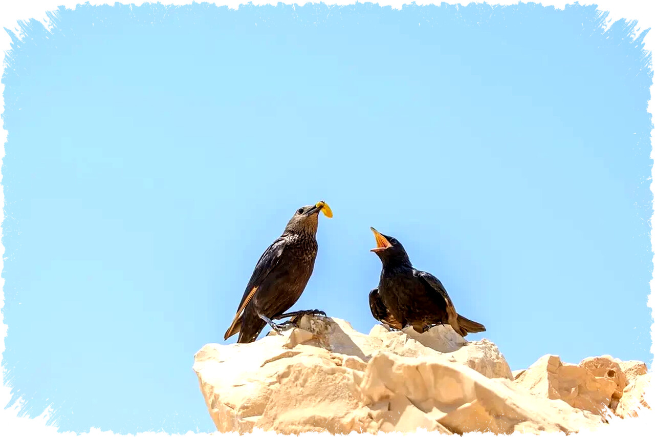 Terraria 1.4.5 ‘Bigger and Boulder’ Rilis 27 Januari: Crossover Dead Cells & Palworld!