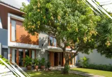 Tips Efektif Membuat Tanaman di Rumah Cepat Berbuah Lebat dan Berkualitas