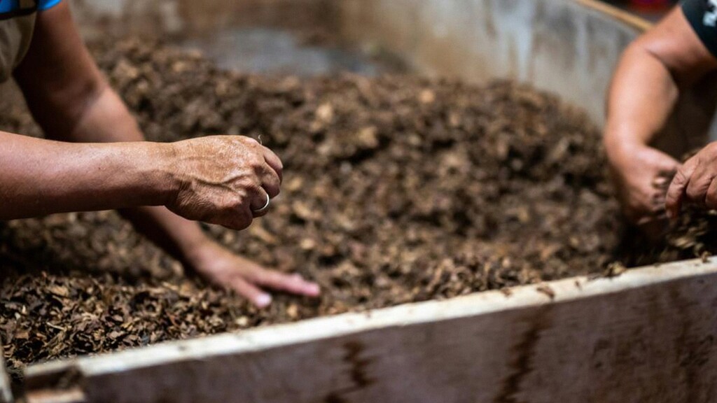 Tips Praktis Mengolah Kotoran Ternak Jadi Pupuk Organik Berkualitas untuk Tanaman Subur dan Hemat Biaya