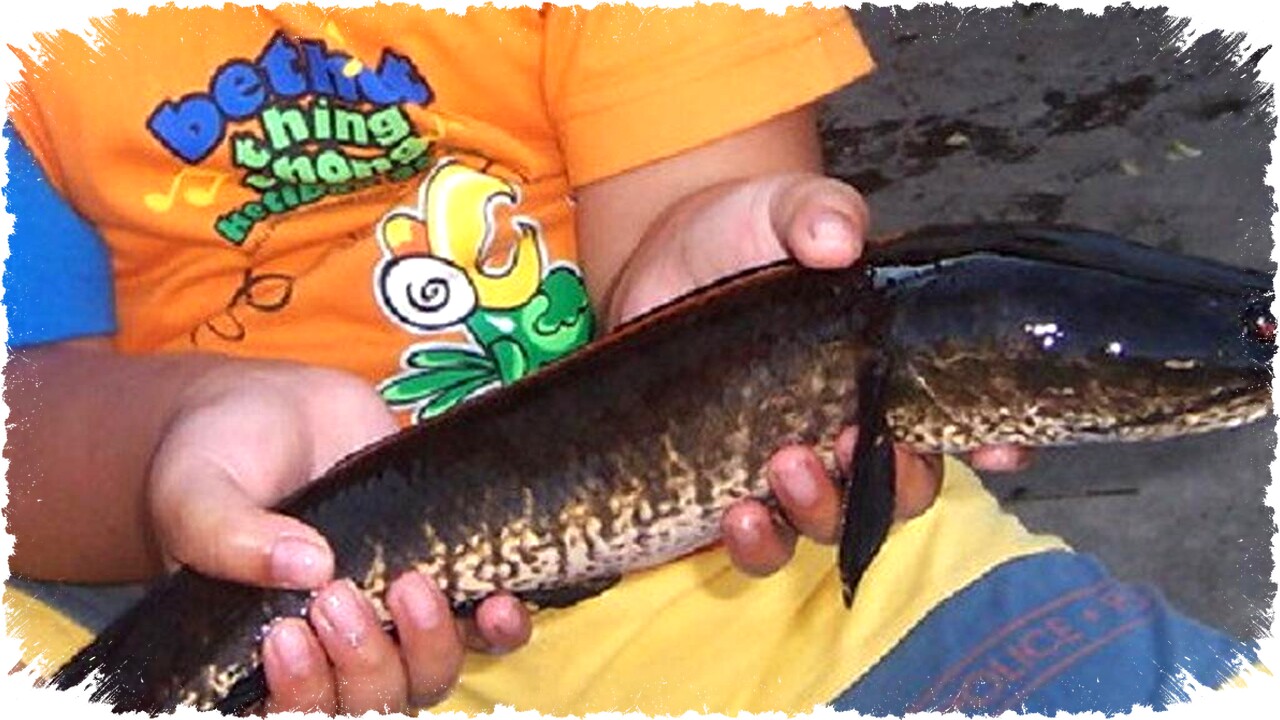 Trik Ganti Air Ember Ternak Ikan Gabus: Panduan Lengkap untuk Kualitas Air Optimal & Budidaya Efektif