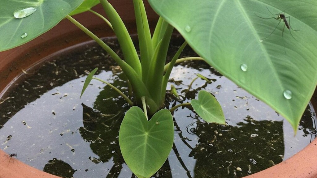 Waspada! Tanaman di Teras yang Bikin Sarang Nyamuk, Jangan Salah Pilih Ya