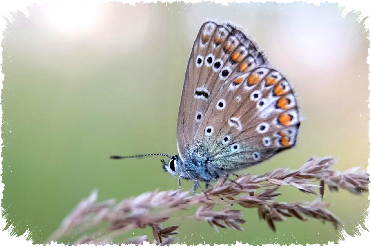 10 Contoh Hewan yang Tidak Memiliki Tulang Belakang dan Peranannya dalam Ekosistem Alam