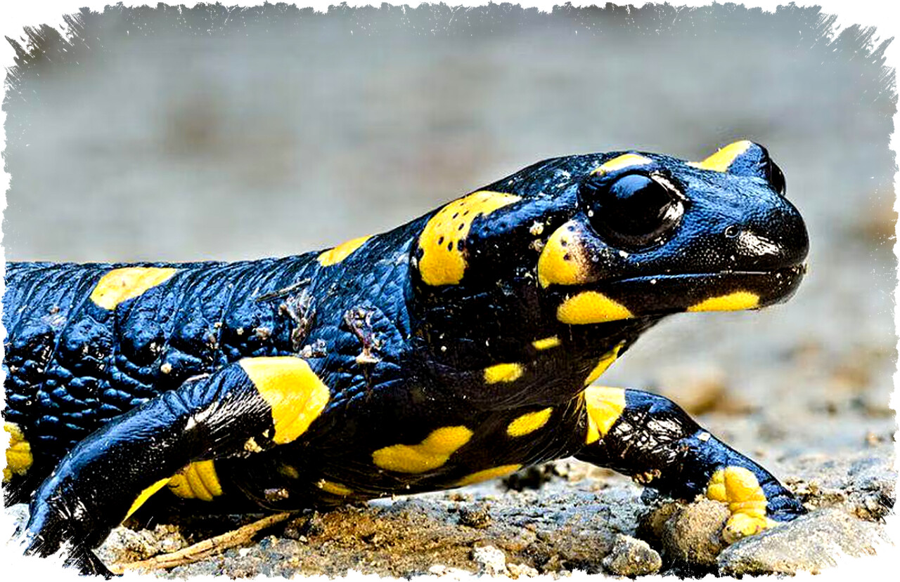 10 Nama Hewan Berawalan Huruf S Dari Sapi Hingga Salamander yang Memikat dan Perlu Anda Ketahui Sekarang Juga