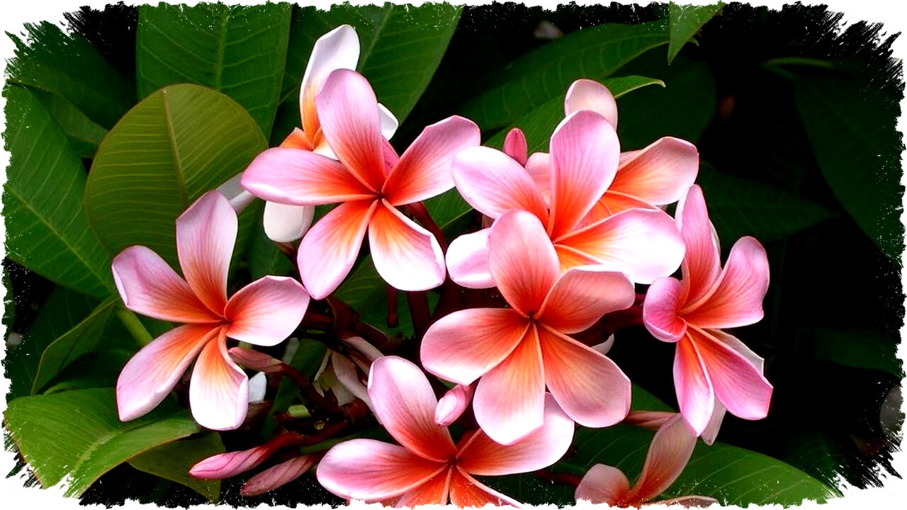 10 Pohon Kecil Berbunga Cantik untuk Teras Minimalis Modern, Mudah Dirawat & Tahan Iklim Tropis