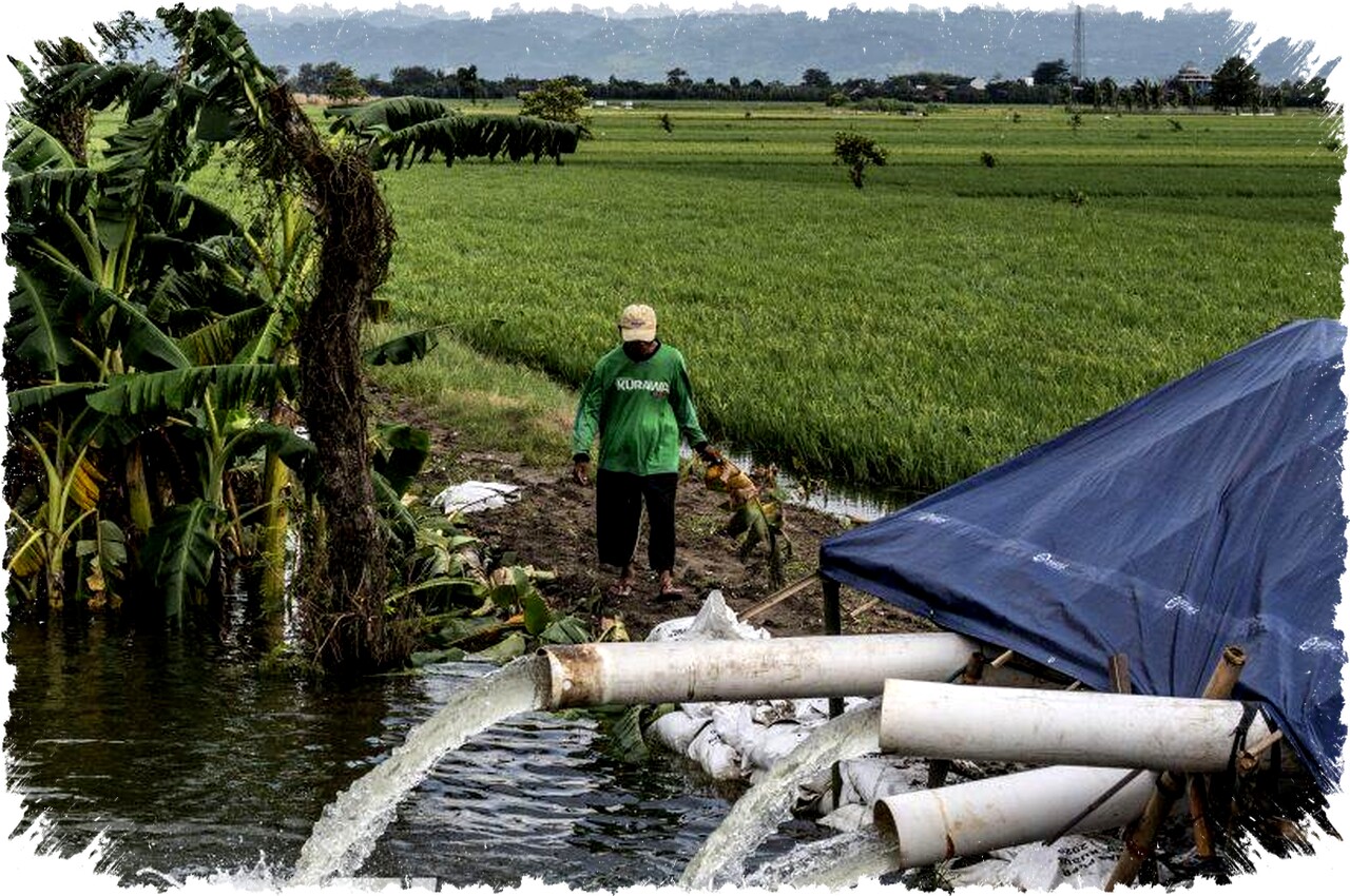 10 Ribu Hektare Sawah di Jateng Puso Akibat Banjir, Klaim Asuransi Sudah Diajukan