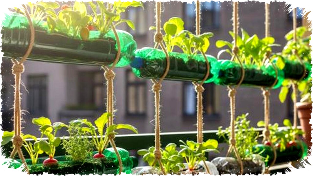 12 Desain Kreatif Kebun Sayur Pocket Garden dari Botol Plastik Bekas, Solusi Hemat & Ramah Lingkungan