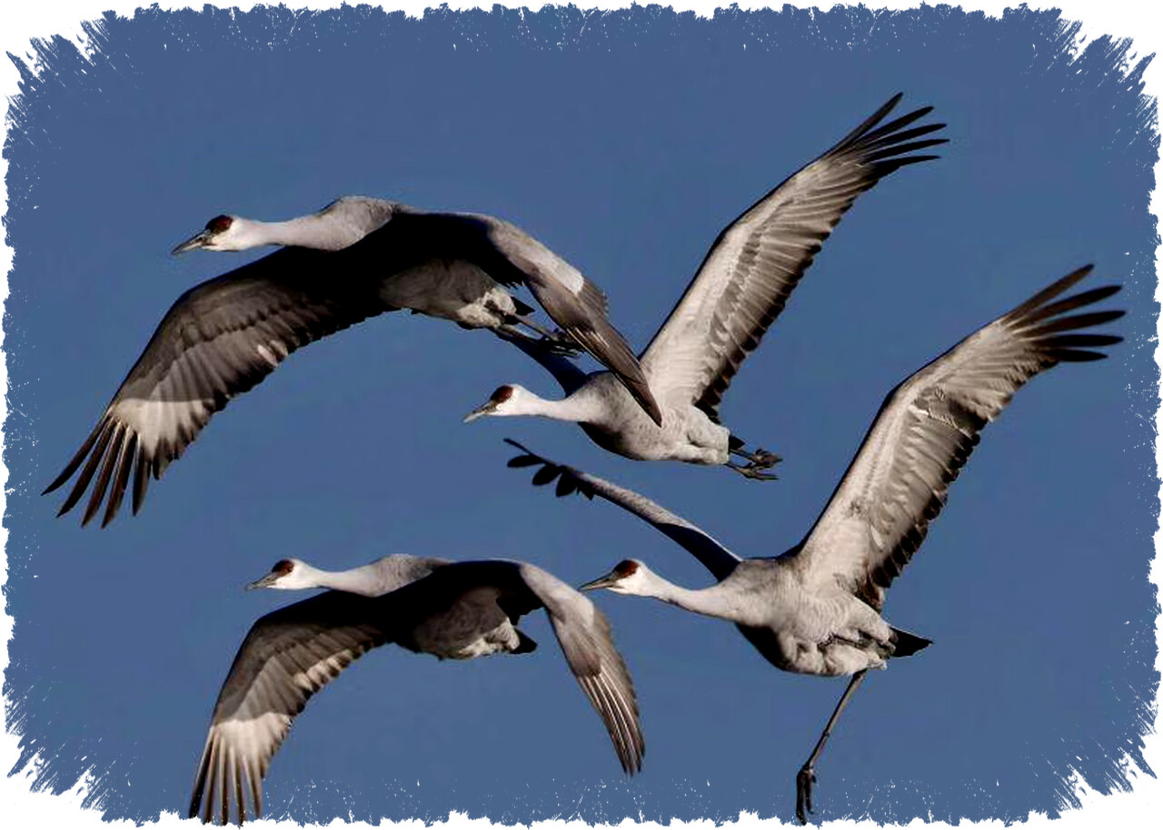 4 Fakta Ilmiah Cara Burung Terbang: Mekanisme Sayap, Tulang Ringan, Otot, dan Aerodinamika 4 Fakta Ilmiah Cara Burung Terbang: Mekanisme Sayap, Tulang Ringan, Otot, dan Aerodinamika