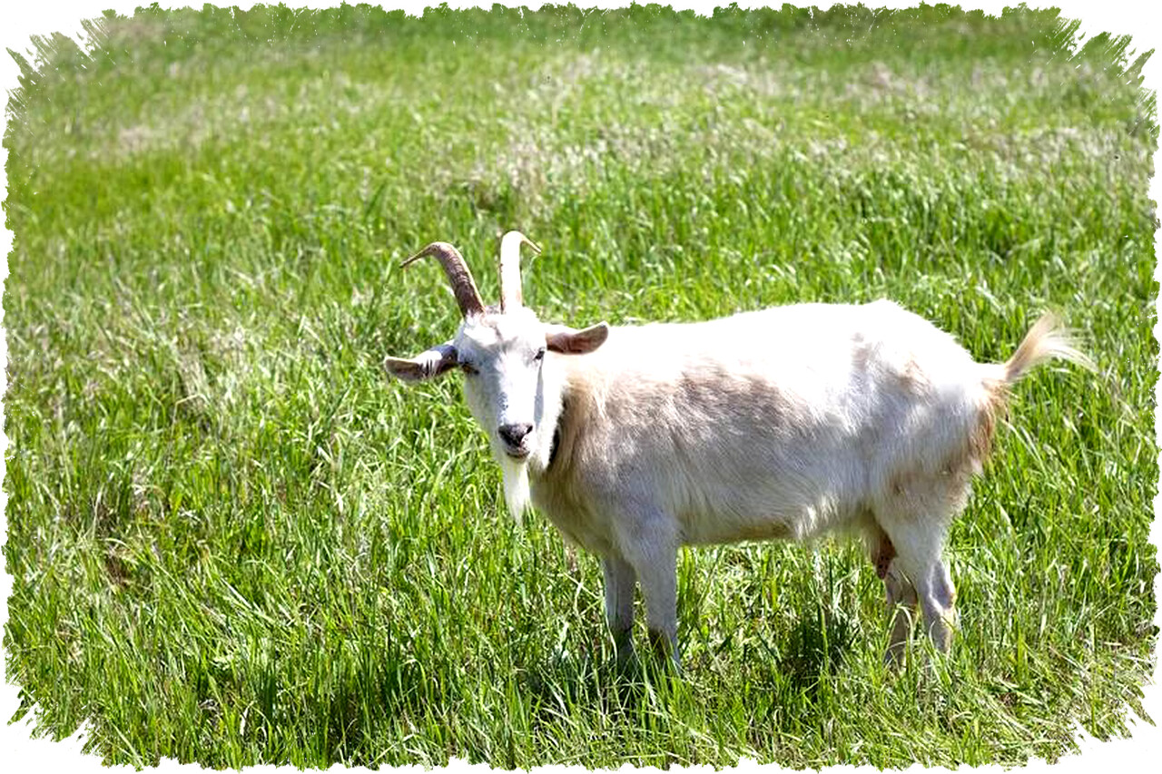 4 Fakta Unik Kambing Saanen, ‘Ratu Susu’ Dunia dengan Produksi Melimpah & Sifat Jinak