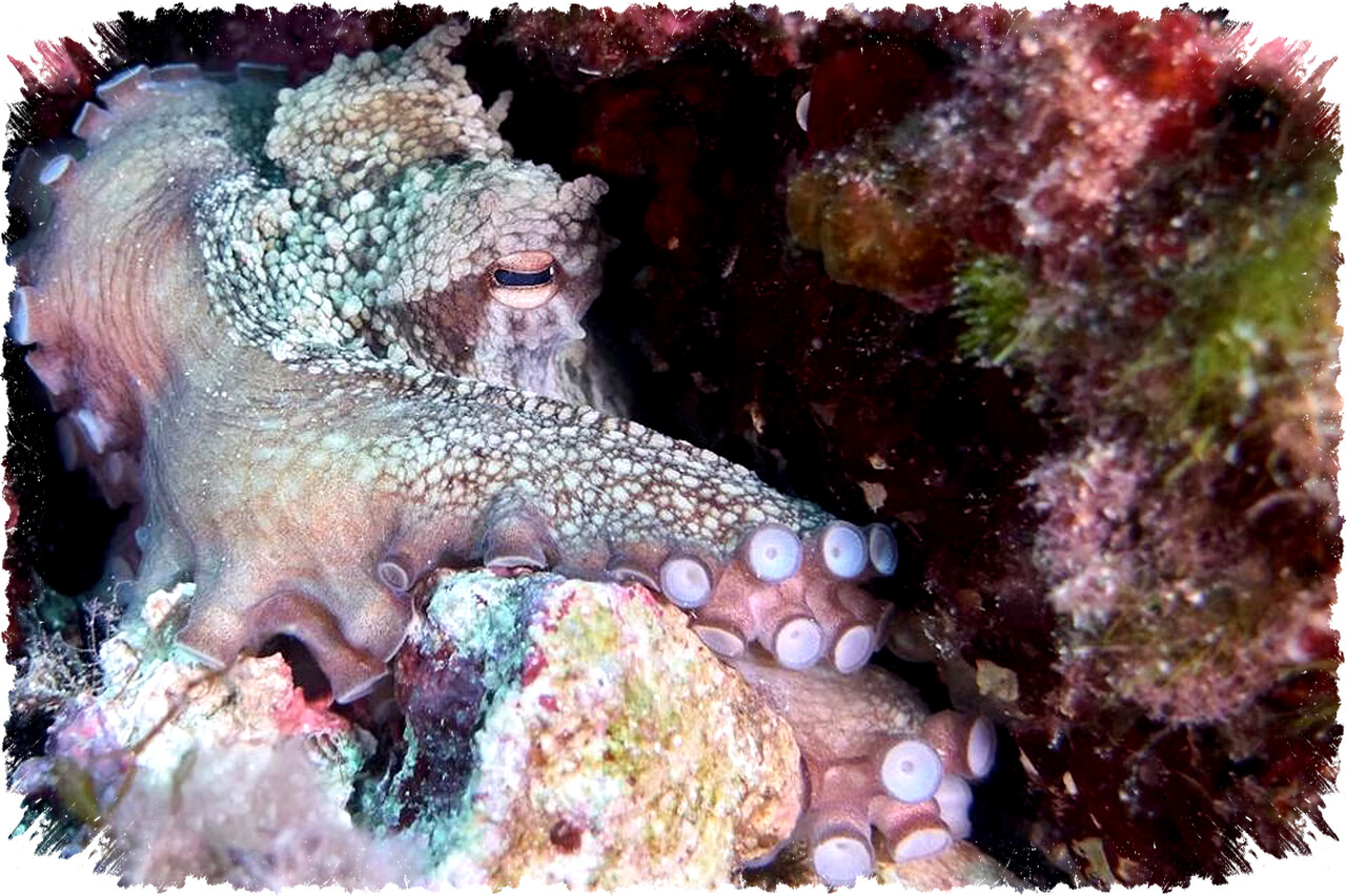 5 Alasan Unik Gurita Ubah Warna & Bentuk, Lebih dari Sekadar Kamuflase untuk Bertahan!