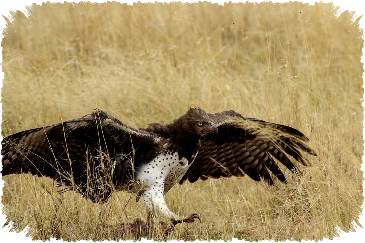 5 Fakta Elang Martial: Raptor Terbesar Afrika dengan Teknik Berburu Tersakti di Langit