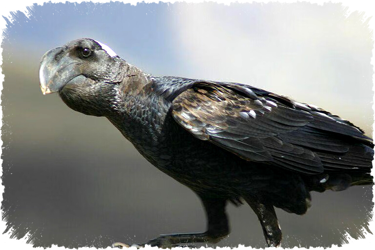 5 Fakta Menakjubkan Thick Billed Raven Gagak Paruh Tebal Dari Dataran Tinggi Ethiopia yang Mengintimidasi dan Cerdas