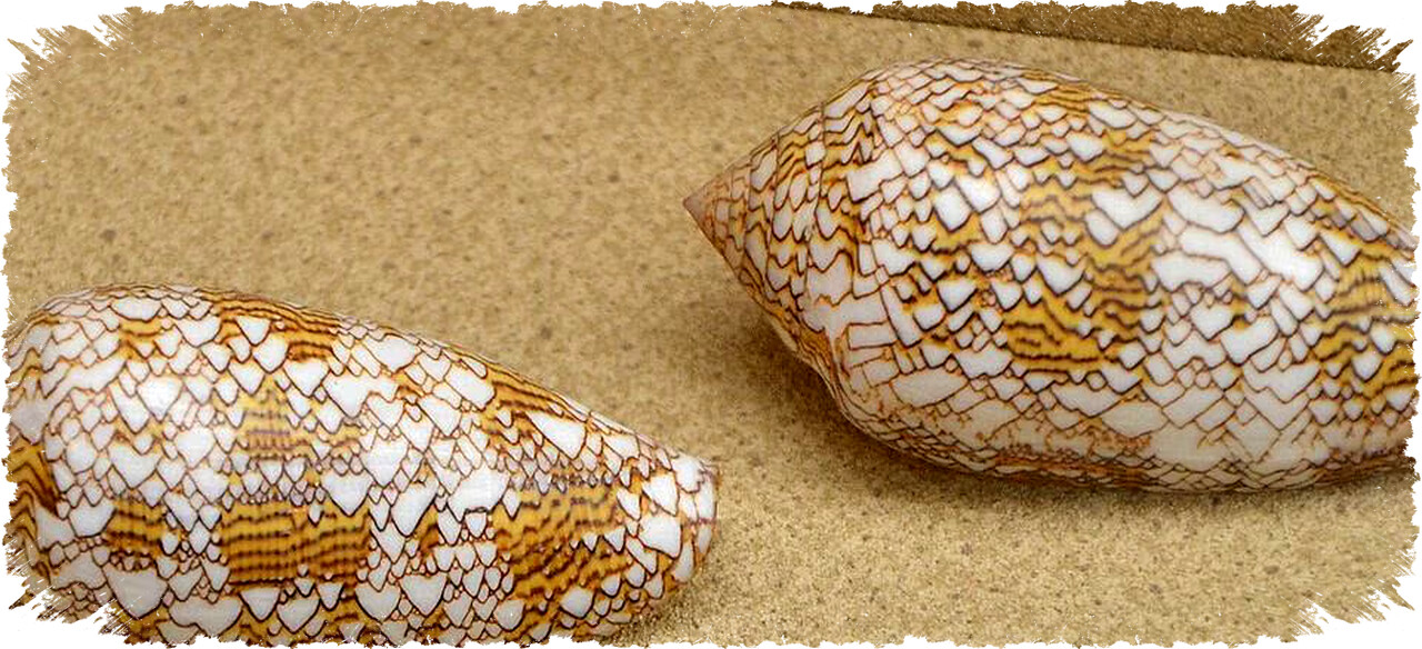 5 Fakta Menarik Siput Textile Cone Moluska Paling Beracun Dunia yang Wajib Diketahui