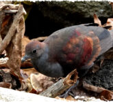 5 Fakta Mengejutkan Marquesan Ground Dove Merpati Tanah Langka Dari Pulau Terpencil yang Terancam Punah