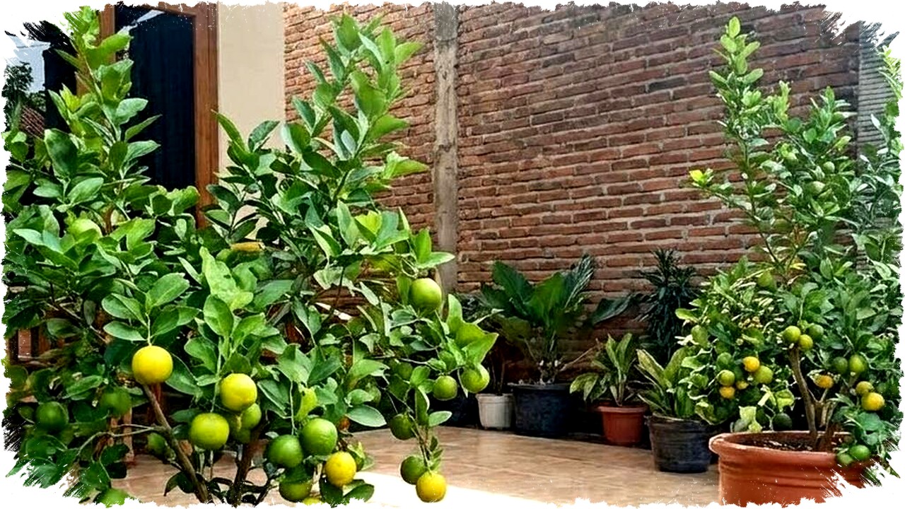 5 Inspirasi Desain Kebun Buah di Pot Tanpa Halaman: Estetik, Produktif, dan Mudah Dirawat
