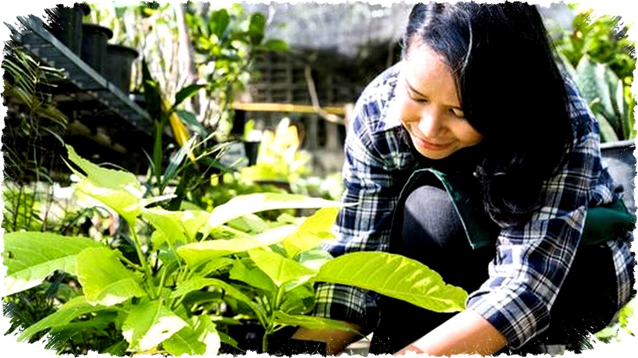 5 Jenis Bunga Mudah Tumbuh di Rumah untuk Pemula, Cocok dengan Perawatan Minimal dan Sinar Matahari Cukup 5 Jenis Bunga Mudah Tumbuh di Rumah untuk Pemula, Cocok dengan Perawatan Minimal dan Sinar Matahari Cukup