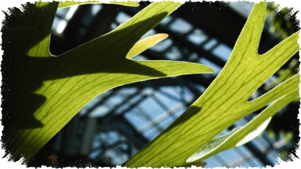 5 Jenis Platycerium Cantik dan Mudah Dirawat dengan Keunikan Daun Tanduk Rusa Mengagumkan untuk Rumahmu!