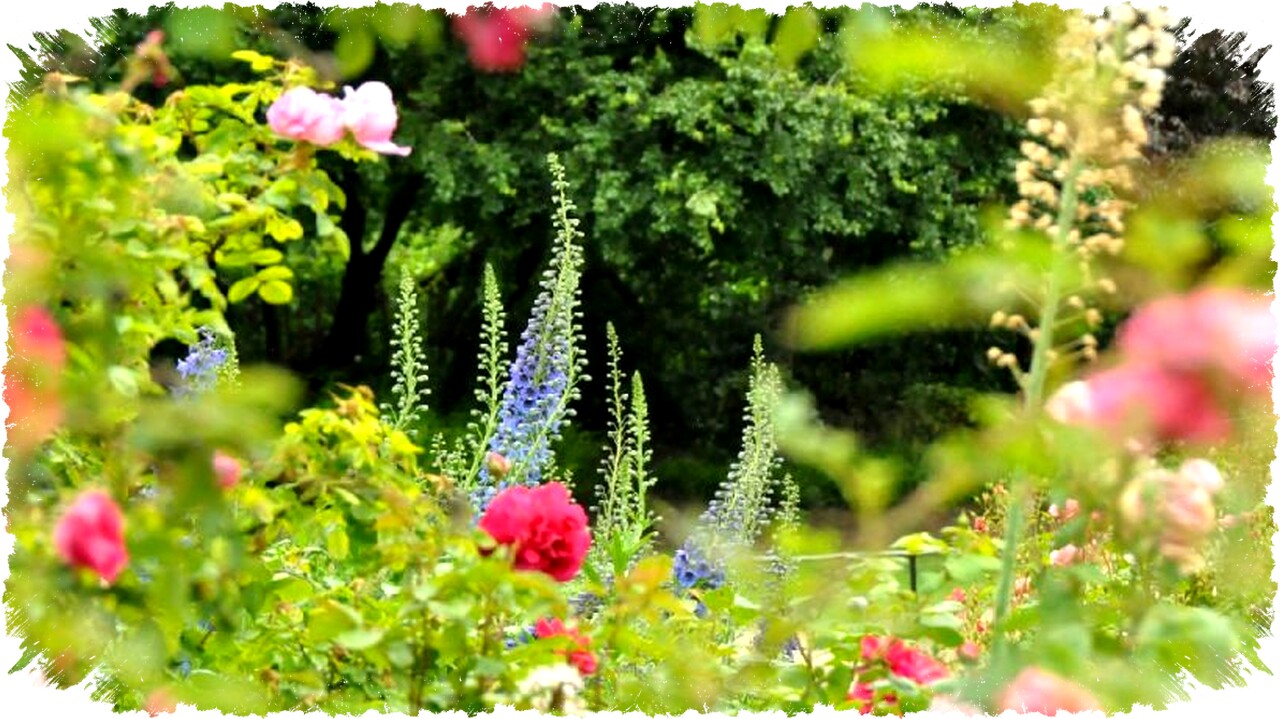 5 Rekomendasi Bunga Tahan Panas untuk Taman Kering yang Cantik dan Minim Perawatan 5 Rekomendasi Bunga Tahan Panas untuk Taman Kering yang Cantik dan Minim Perawatan