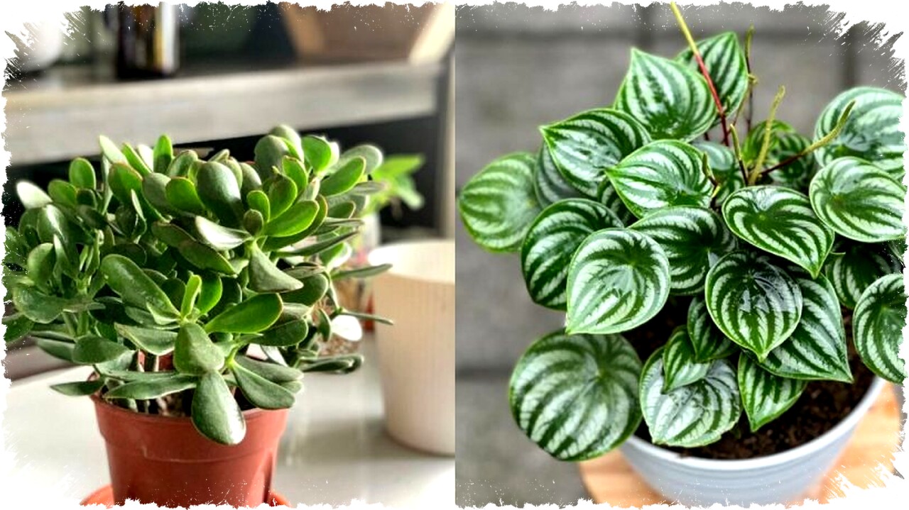 5 Tanaman Daun Kecil Hijau Favorit untuk Mempercantik Rumah Minimalis dan Modern 5 Tanaman Daun Kecil Hijau Favorit untuk Mempercantik Rumah Minimalis dan Modern