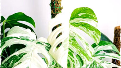 5 Tanaman Langka Termahal Dunia dengan Harga Fantastis, Bisa Kalahkan Mobil Mewah!