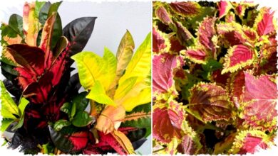 5 Tanaman Warna Warni yang Mengubah Rumah Kusam Jadi Surga Cerah—Buktikan Sendiri Mengapa Aglaonema Hingga Puring Bisa Jadi Senjata Rahasia Dekorasi Anda!