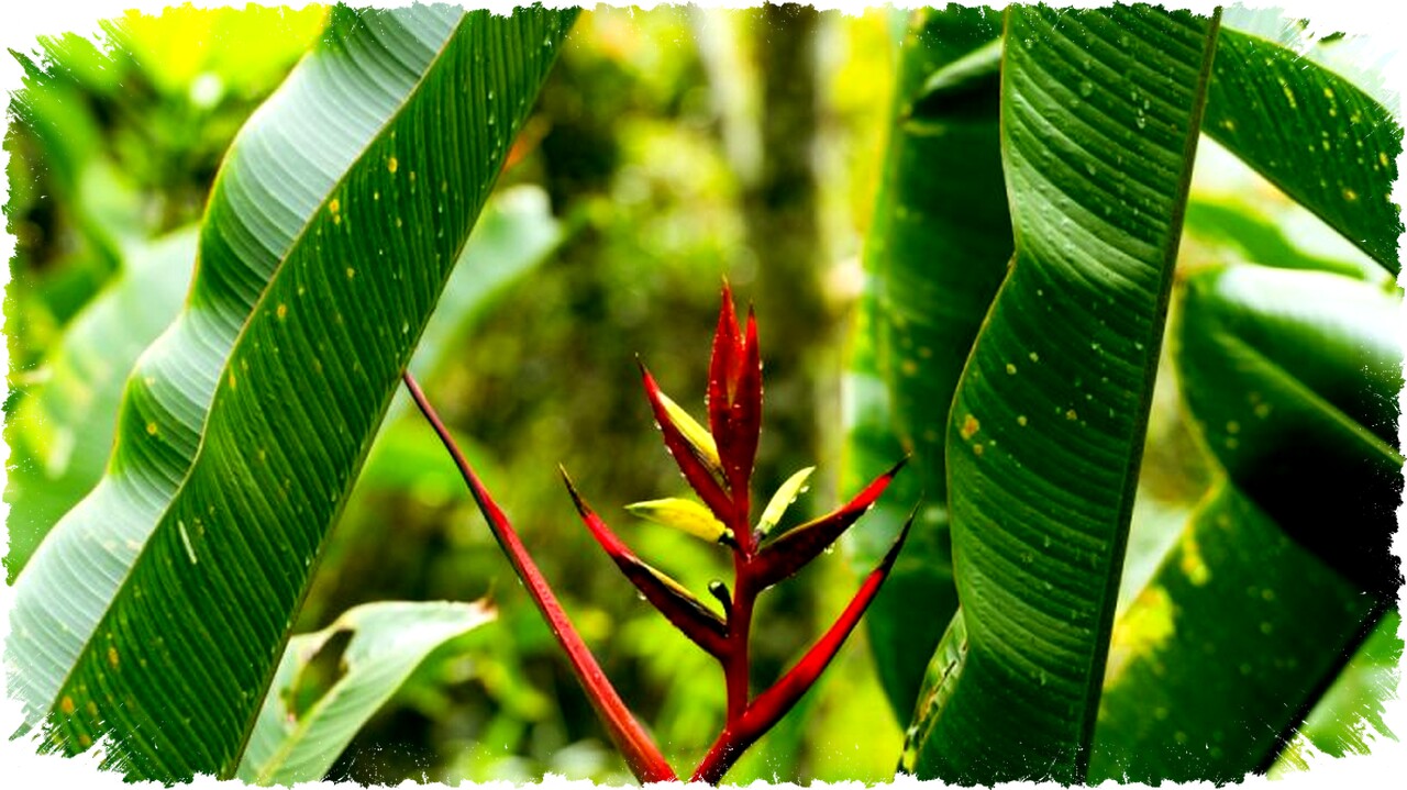 6 Jenis Heliconia Aesthetic dan Mudah Dirawat untuk Mempercantik Taman Rumah Tropismu 6 Jenis Heliconia Aesthetic dan Mudah Dirawat untuk Mempercantik Taman Rumah Tropismu