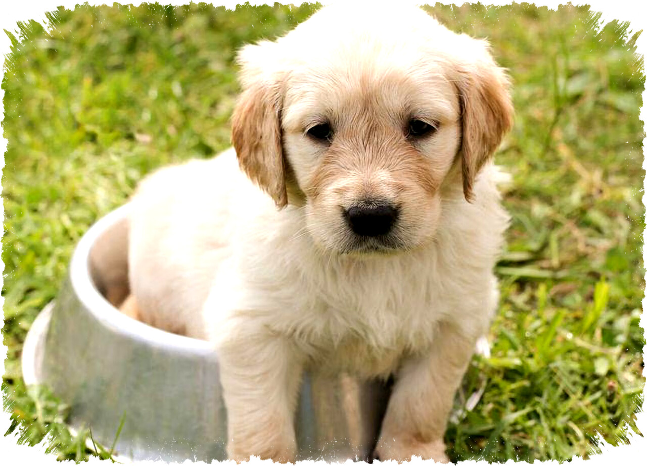 7 Alasan Anjing Makan Kotorannya Sendiri: Naluri, Stres, Penyakit, dan Apakah Normal?