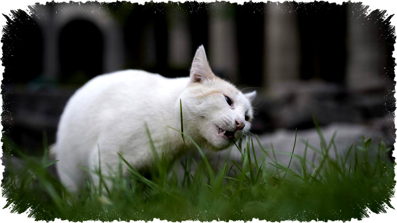 7 Cara Mengusir Kucing Liar dengan Cangkang Telur: Solusi Ampuh, Kasar tapi Aman Tanpa Menyakiti Hewan di Halaman Anda!