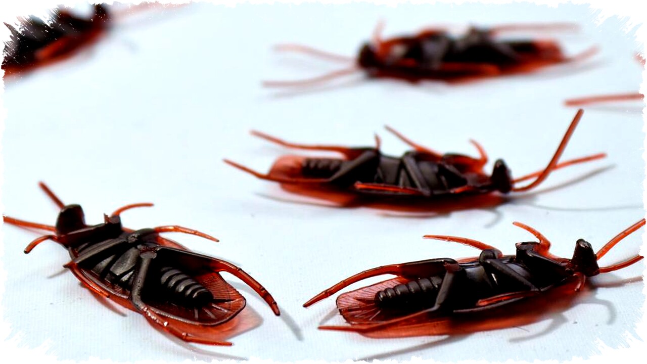 7 Cara Radikal Usir Kecoak dari Dapur Tanpa Pestisida: Aman, Higienis, Bebas Racun Berbahaya! 7 Cara Radikal Usir Kecoak dari Dapur Tanpa Pestisida: Aman, Higienis, Bebas Racun Berbahaya!