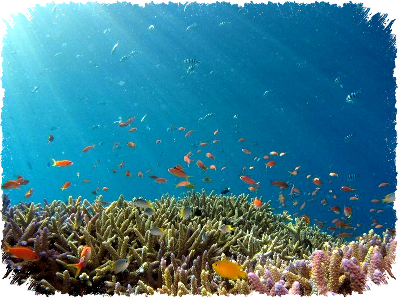 7 Fakta Mengejutkan Terumbu Karang Hewan Laut Berwujud Tumbuhan Pelindung Laut Dari Badai dan Kehancuran!