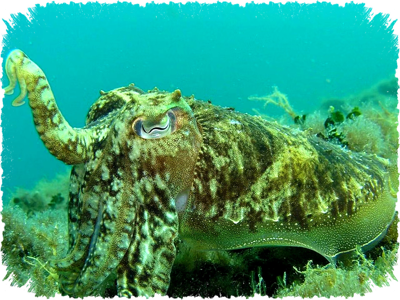 7 Fakta Mengejutkan Tinta Cumi yang Ternyata Lebih dari Sekadar Alat Kabur dan Simbol Evolusi Laut Dalam