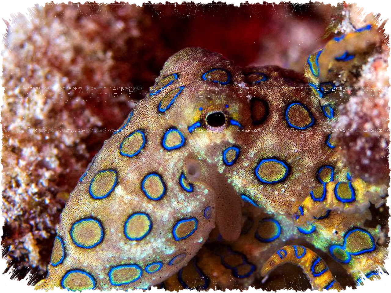 7 Fakta Unik Gurita Cincin Biru, Makhluk Kecil Beracun yang Bisa Mengancam Nyawa