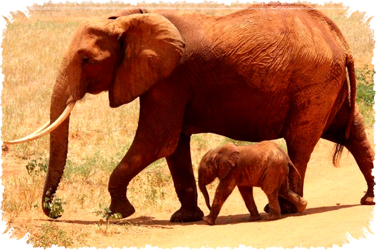 7 Hewan Predator Mematikan yang Bisa Mengalahkan Gajah Hingga Badak dengan Strategi Membunuh yang Mengagumkan